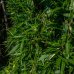 Bambus phyllostachys ´BISSETII´(-25°C) - 250cm, kont. 2xC60L – BRÁNA 